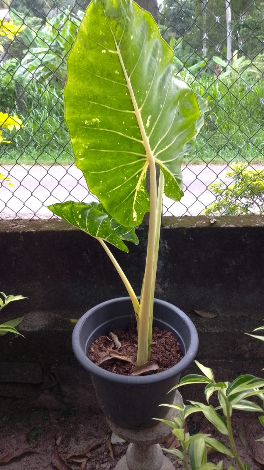 Live Variegated Alocasia Elephant Ear Potted Plant