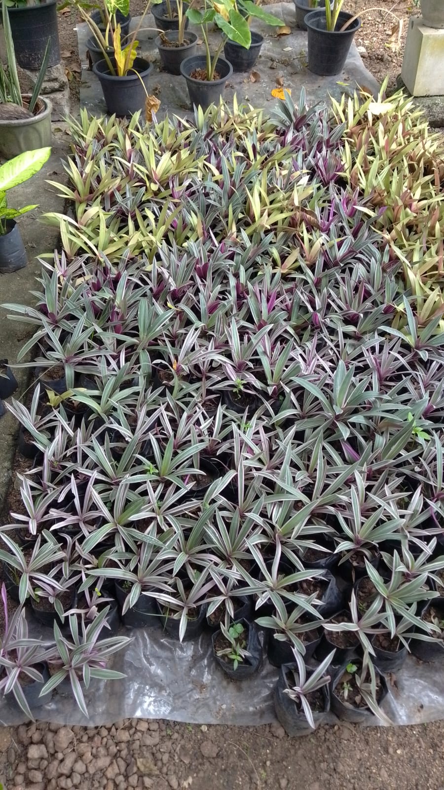 Live Tradescantia Pallida Boat Lily Nursery Plants