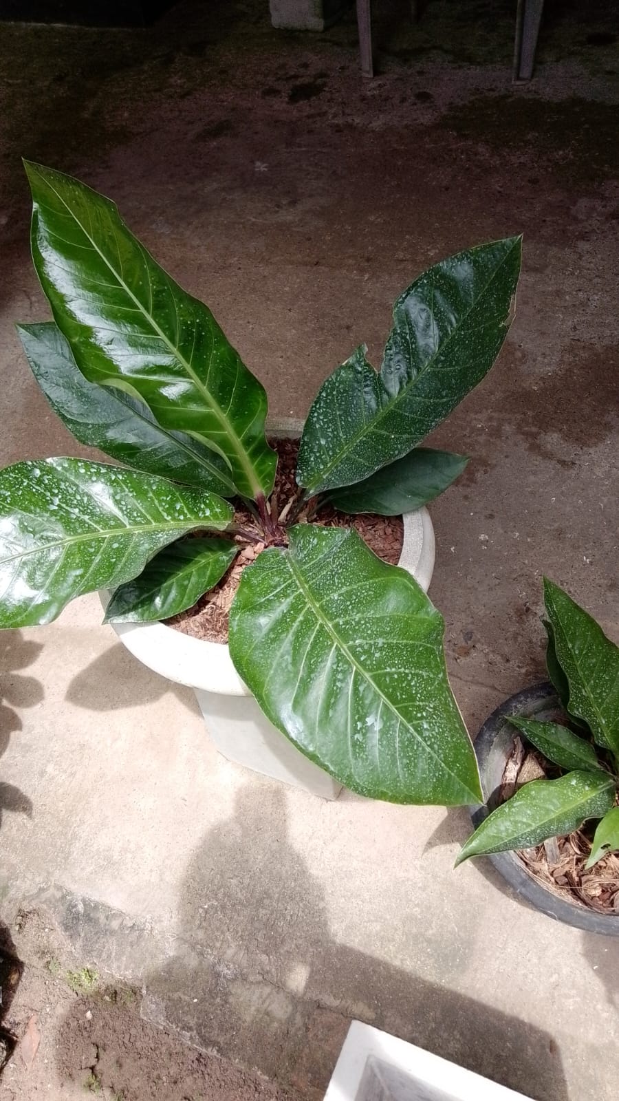 Live Birdnest Anthurium Hookeri Potted Houseplant